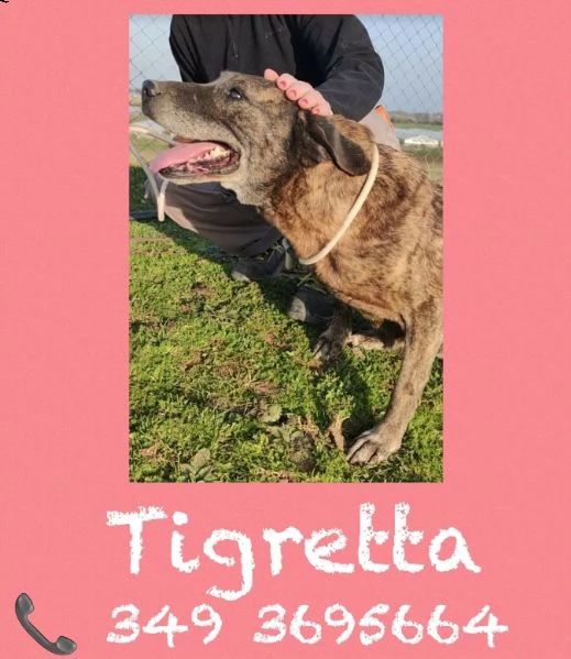 tigretta 10 anni adatta come prima esperienza | Foto 3