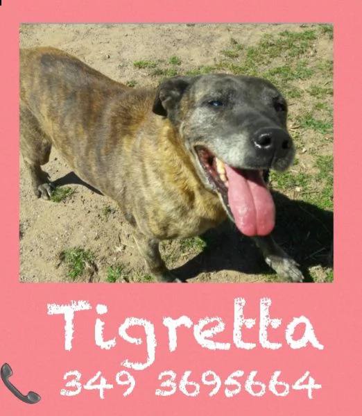 tigretta 10 anni adatta come prima esperienza | Foto 2