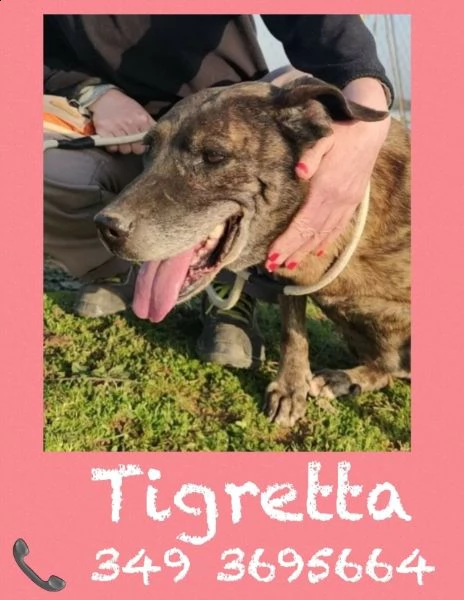 tigretta 10 anni adatta come prima esperienza