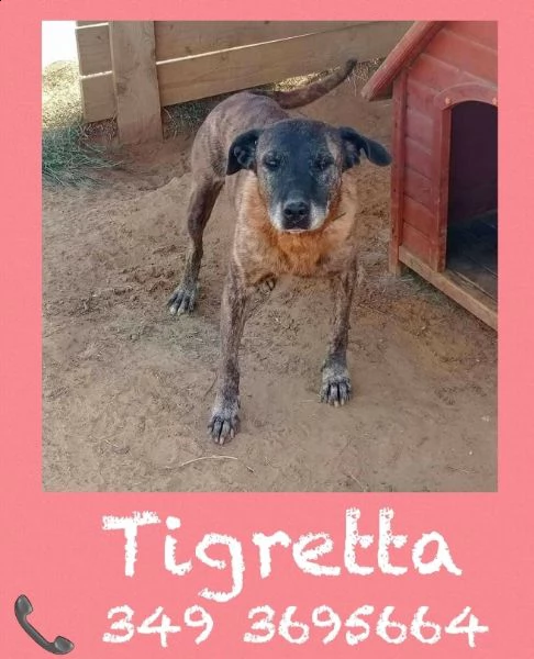 tigretta 10 anni adatta come prima esperienza | Foto 1