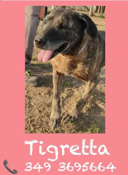 tigretta 10 anni adatta come prima esperienza | Foto 0