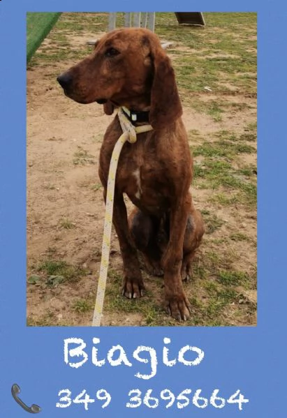 biagio 5 anni taglia media molto riconoscente