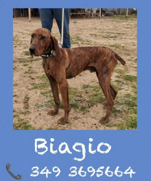 biagio 5 anni taglia media molto riconoscente | Foto 2