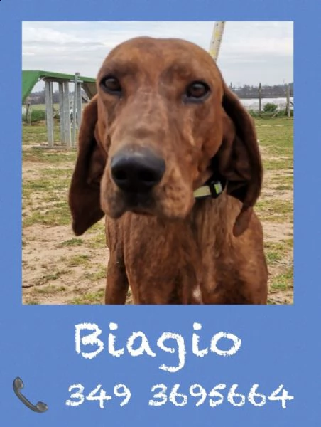 biagio 5 anni taglia media molto riconoscente | Foto 1