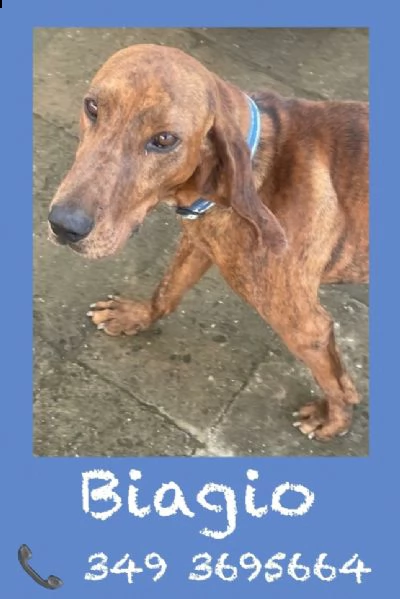 biagio 5 anni taglia media molto riconoscente | Foto 0