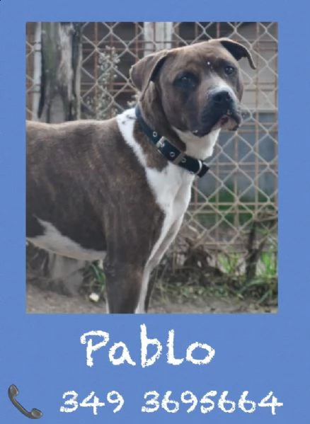 pablo pitbull 2 anni obbediente e tranquillo | Foto 4