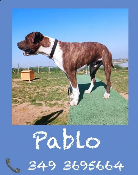 pablo pitbull 2 anni obbediente e tranquillo | Foto 1