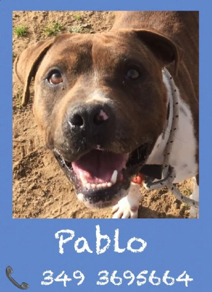 pablo pitbull 2 anni obbediente e tranquillo