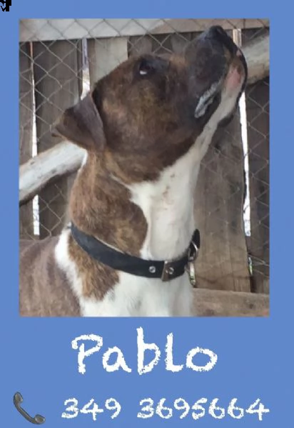 pablo pitbull 2 anni obbediente e tranquillo | Foto 0