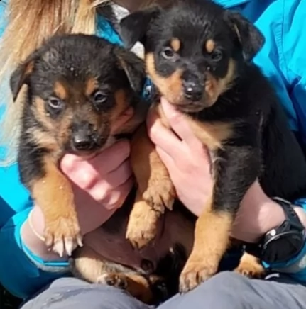 cuccioli di kelpie australiano