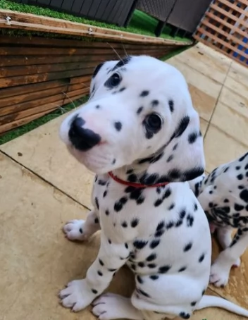 cuccioli di dalmata