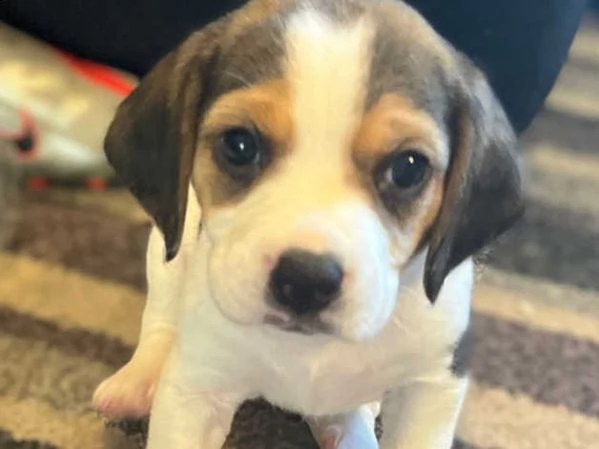 beagle cuccioli  | Foto 3