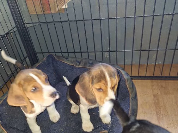 beagle cuccioli 