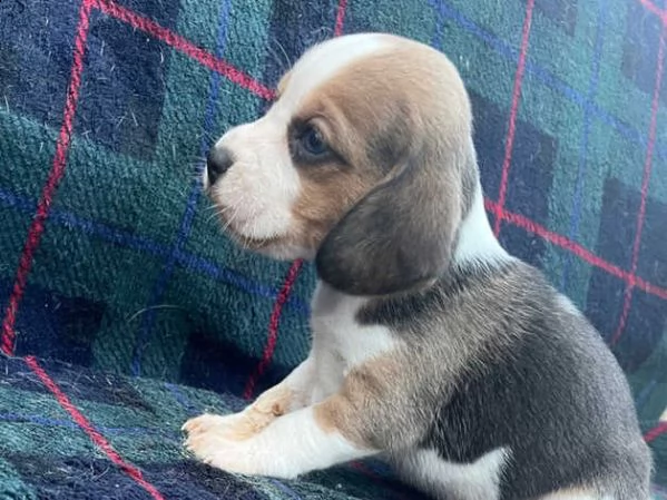 beagle cuccioli  | Foto 1