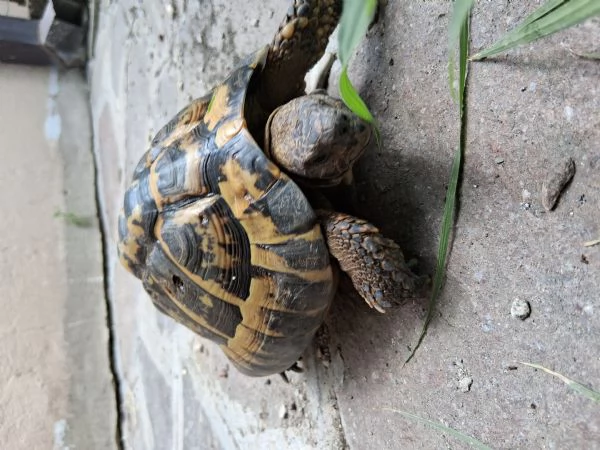 Tartaruga di terra adulta | Foto 1