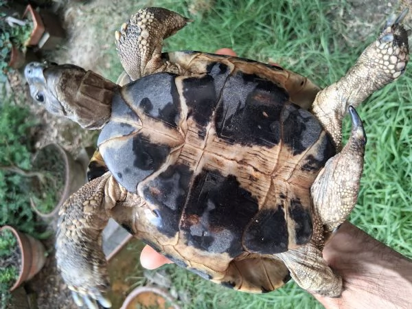 Tartaruga di terra adulta | Foto 0