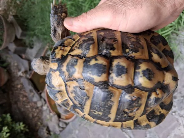 Tartaruga di terra adulta