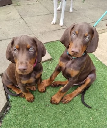 cuccioli di doberman chocolate