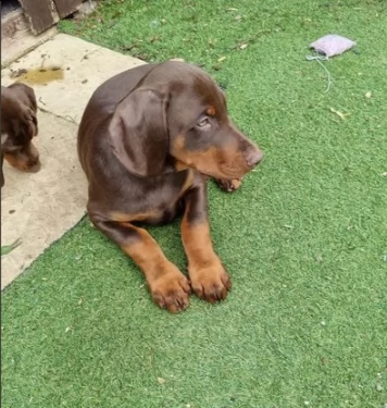 cuccioli di doberman chocolate | Foto 0