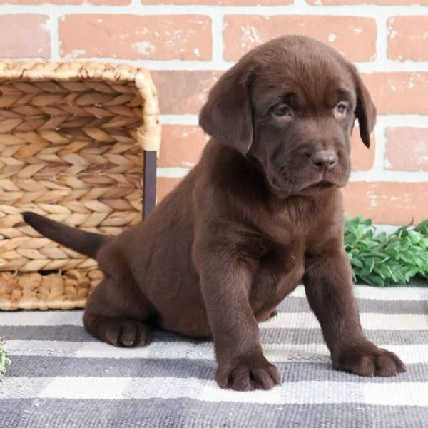 Disponiamo di cuccioli Labrador 