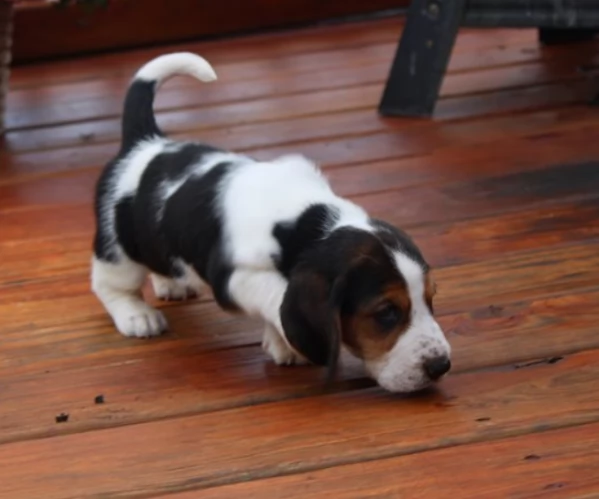 Meravigliosi cuccioli di BassetHound