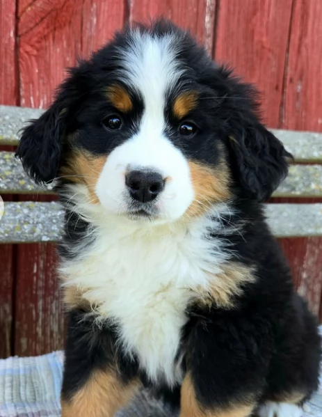 Cuccioli di bovaro del bernese