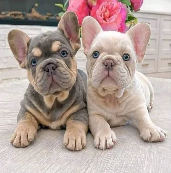 Cuccioli di Bouledogue Francese