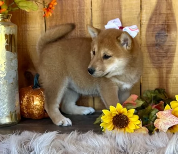 cuccioli di shiba inu