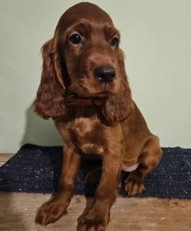 Cuccioli di Setter Irlandese