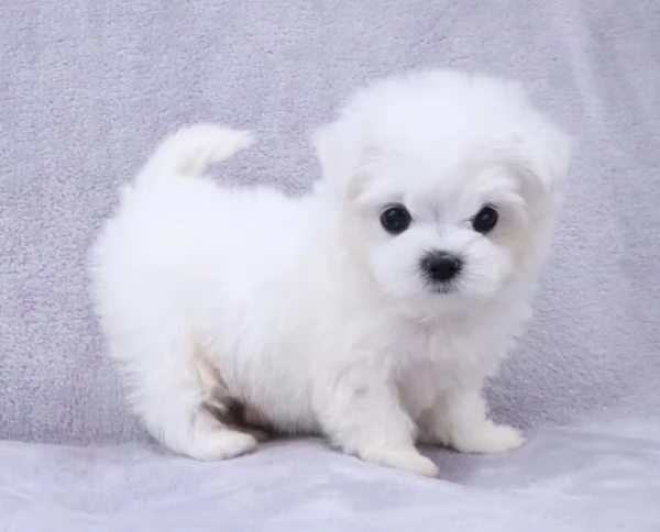 CucciolI di Maltese