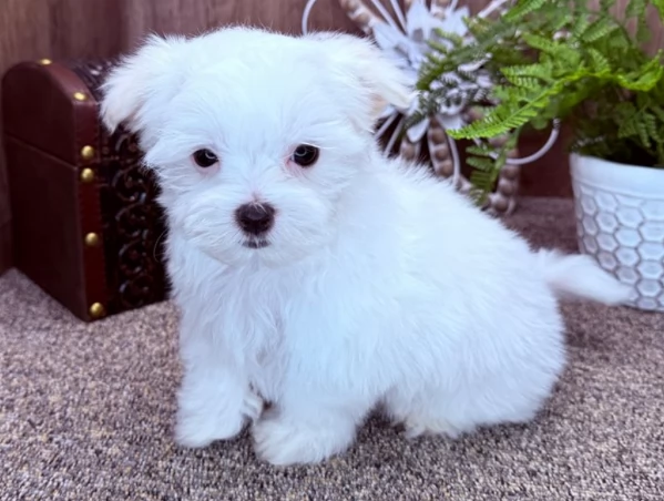 Disponibili cuccioli di maltese 