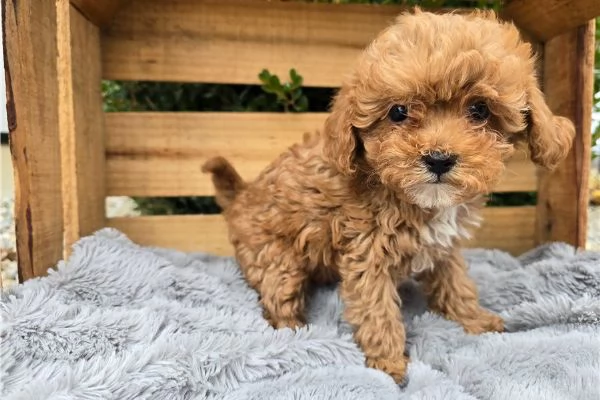 Cuccili di barboncino toy