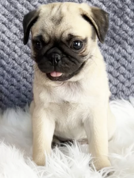 cuccioli Carlino con pedigree