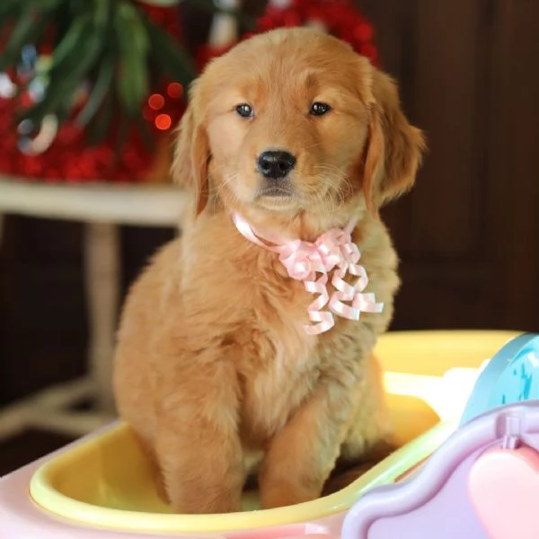 Golden retriever cuccioli