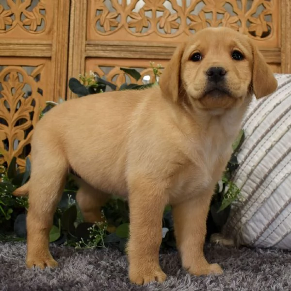 Cuccioli di Labrador Retriever 