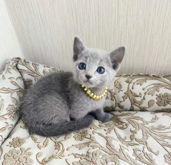 Gattini Blue di Russia