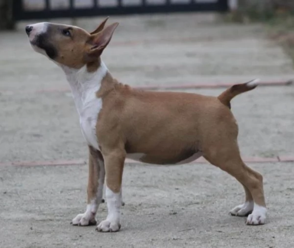 Cuccioli di bull terrier 