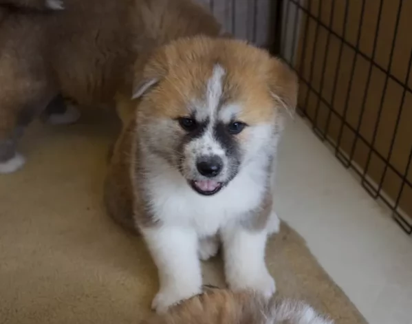 Cuccioli di Akita Inu con Pedigree