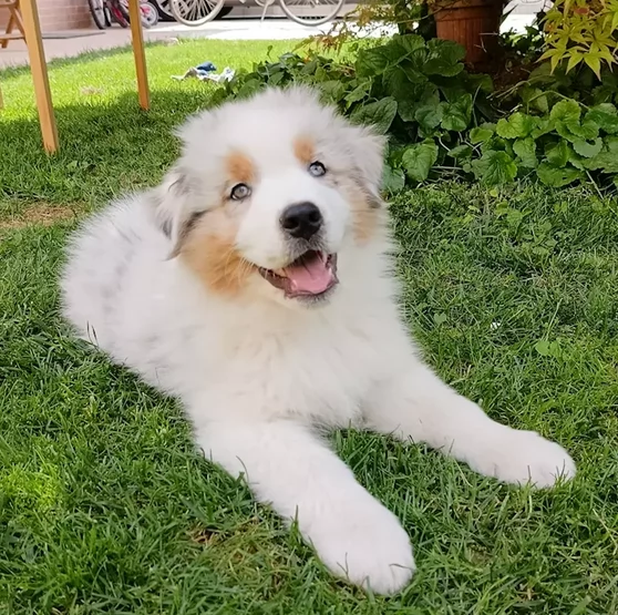 Cuccioli Pastore Australiano 