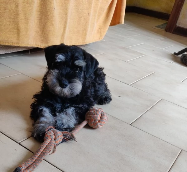 cuccioli di Schnauzer Nano 