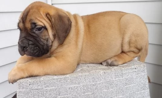 Disponibili cuccioli di Bullmastiff
