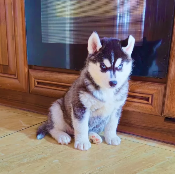 Cuccioli Siberiana Husky