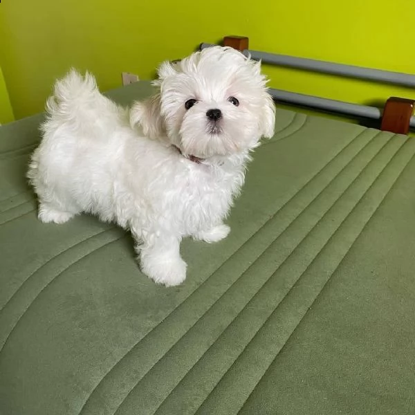 regalo maltesetoymaschio e femmina