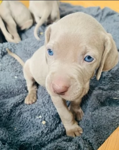 cuccioli di weimaraner