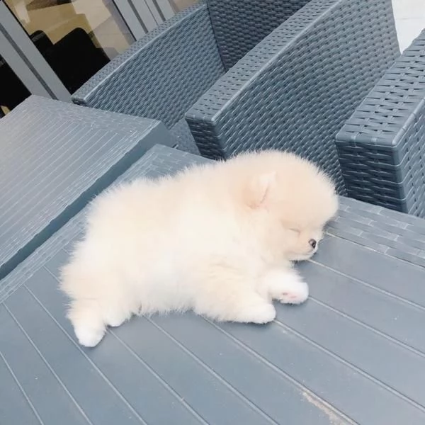 cuccioli volpino pomaranian  | Foto 1
