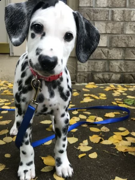 bellissimi cuccioli di dalmata | Foto 2