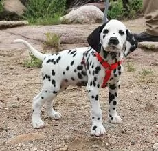 bellissimi cuccioli di dalmata | Foto 1