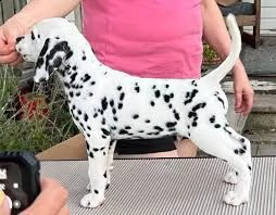 bellissimi cuccioli di dalmata | Foto 0