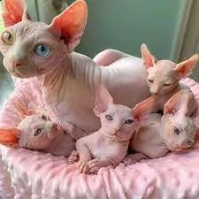 cuccioli gatto nudo sphynx cuccioli prenotabili | Foto 0