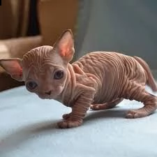 cuccioli gatto nudo sphynx cuccioli prenotabili